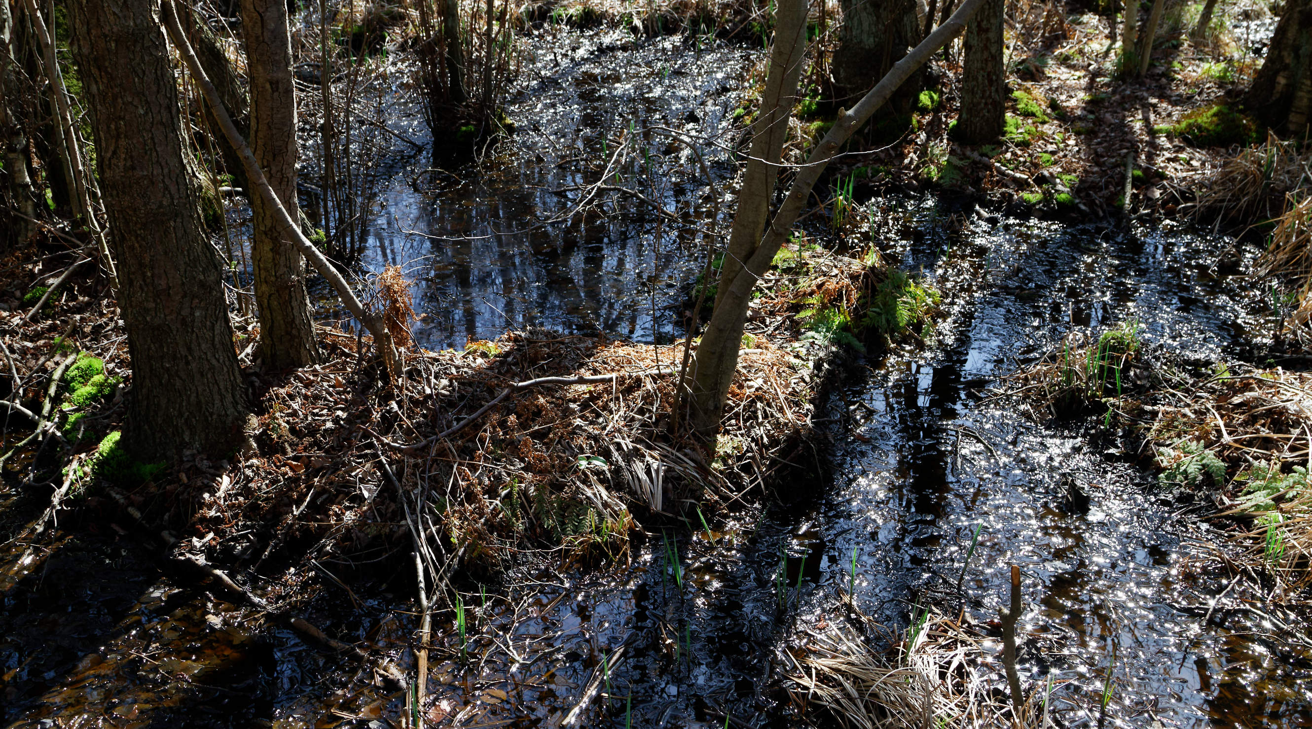 20210420 Lyngby Sø 31